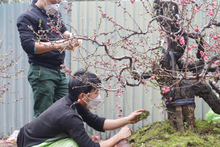 ùy vào từng loại gốc to nhỏ được cho thuê với mức giá khác nhau, thấp nhất là 8 triệu đồng, người thuê sẽ được chơi đến 15 tháng giêng.