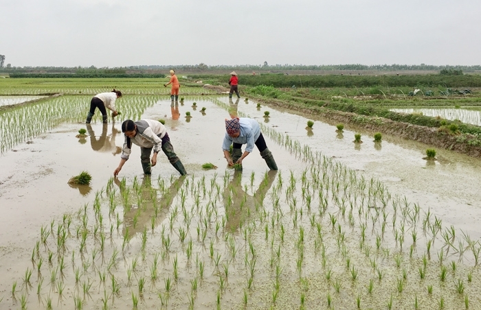 Nhiều địa phương đ&atilde; cơ bản đủ nước gieo cấy