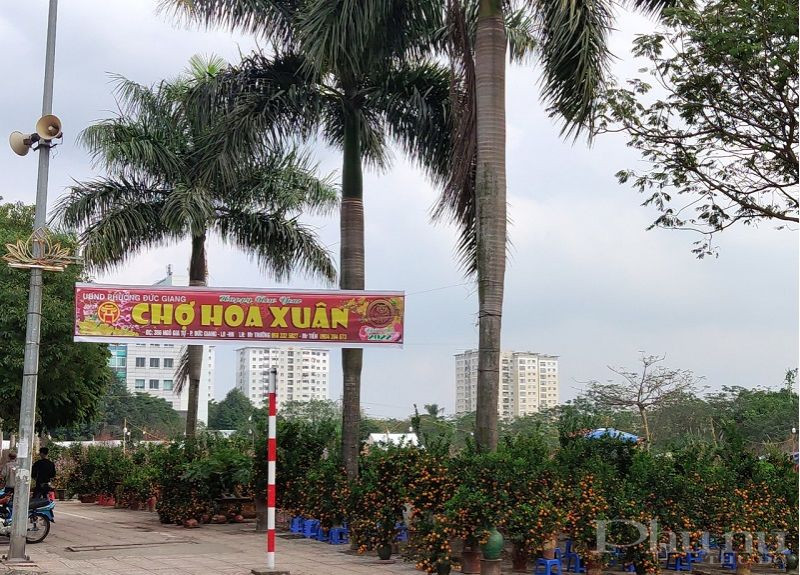 Chợ hoa Xuân tại quận Long Biên Chợ hoa Xuân tại quận Long Biên