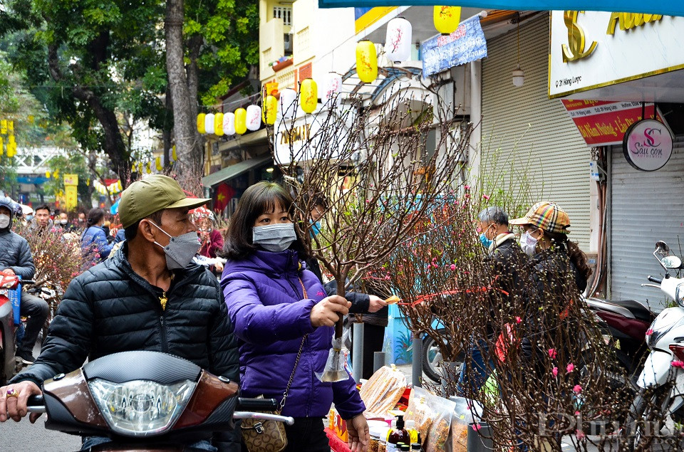 Ai cũng mong muốn có được cành đào tươi đẹp nhất về trang trí đón Xuân