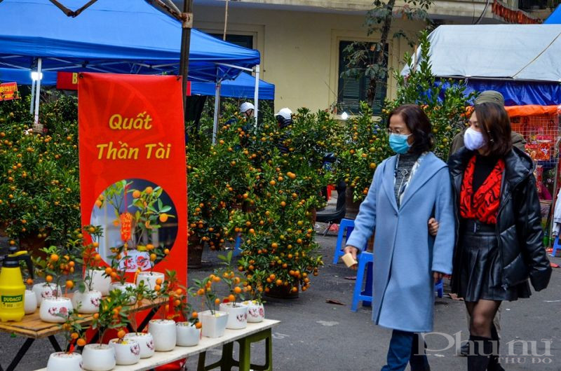 Những chậu quất thần tài cũng rất được người dân quan tâm