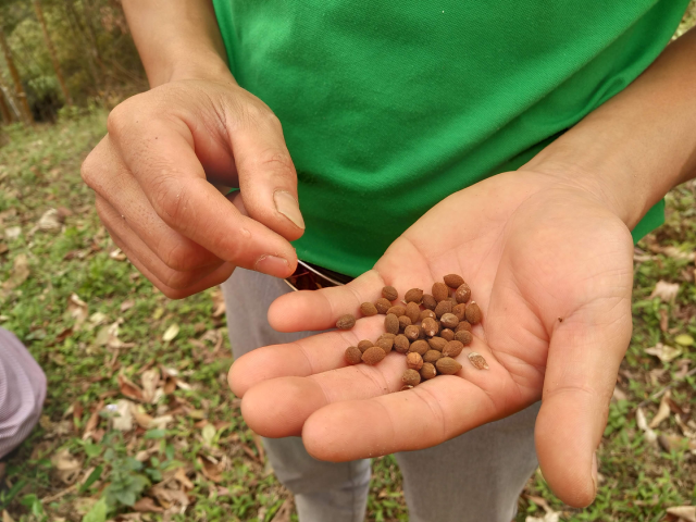 Những hạt bồ đề già sẽ được người dân nhặt lại để tiếp tục ươm thành cây mới. Ảnh: Ngô Minh