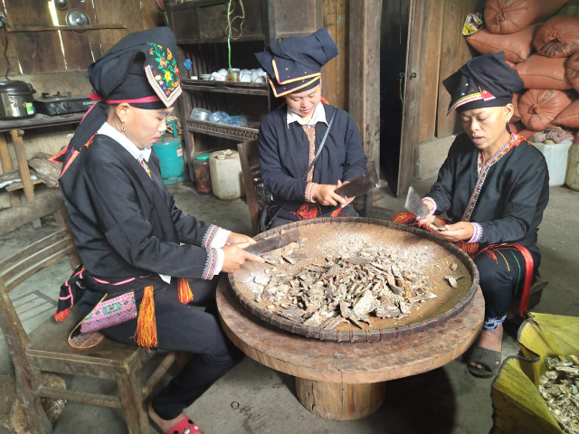 Chị Triệu Thị Liều (giữa) cùng các chị em trong bản thoăn thoắt sơ chế nhựa cây bồ đề thô sau khi thu hoạch. Ảnh: Ngô Minh