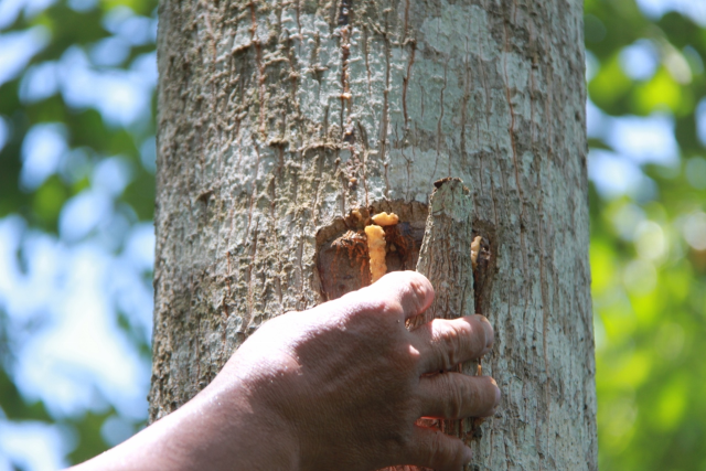 Nhựa “cách kiến trắng” từ cây bồ đề. Ảnh: GREAT