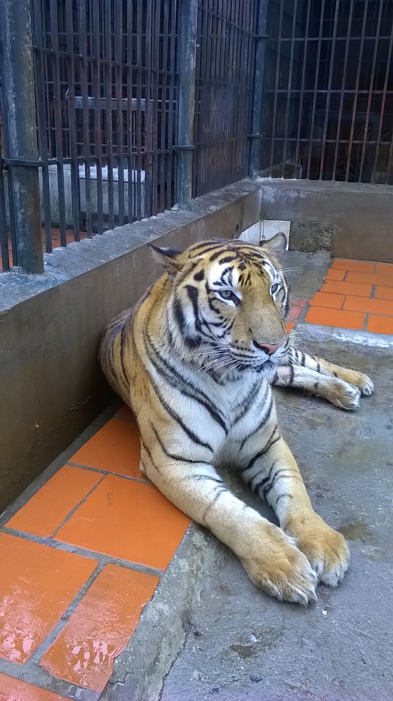 Một chú Hổ đang thảnh thơi nằm thư giãn-Ảnh: T.T