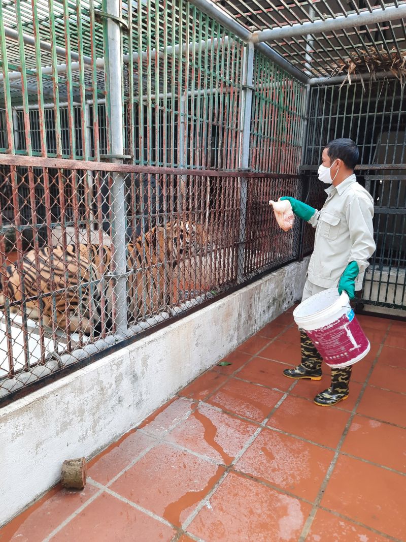 Nhân viên đang cho Hổ ăn -Ảnh: T.T