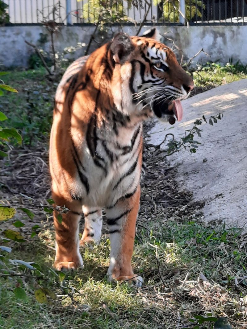 Nơi hồi sinh những “chúa tể sơn lâm” - ảnh 1