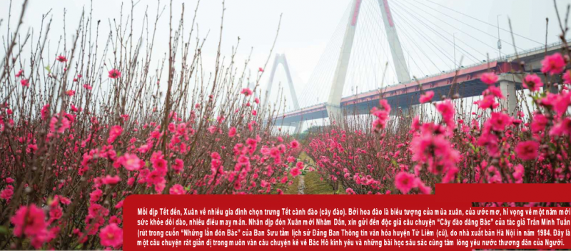 Cây đào dâng Bác - ảnh 1