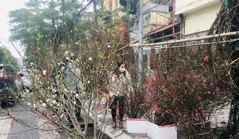 Người ti&ecirc;u d&ugrave;ng chọn mua hoa đ&agrave;o tại chợ đầu mối ph&iacute;a Nam