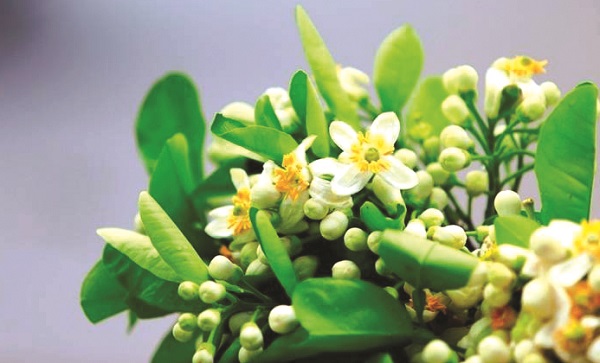 Thương nhớ hương bưởi mùa Xuân - ảnh 2
