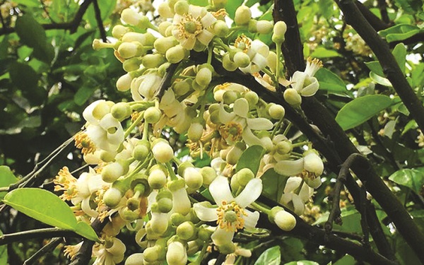 Thương nhớ hương bưởi mùa Xuân - ảnh 1