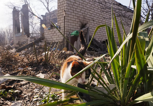 Hiện trường vụ tấn công bằng pháo của Lực lượng vũ trang Ukraina ở làng Pionerskoye ở Cộng hòa Nhân dân Lugansk, khiến hai người tử vong.