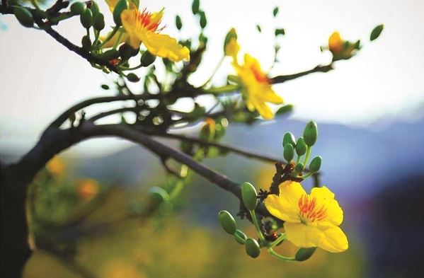 Ảnh minh họa Ảnh minh họa