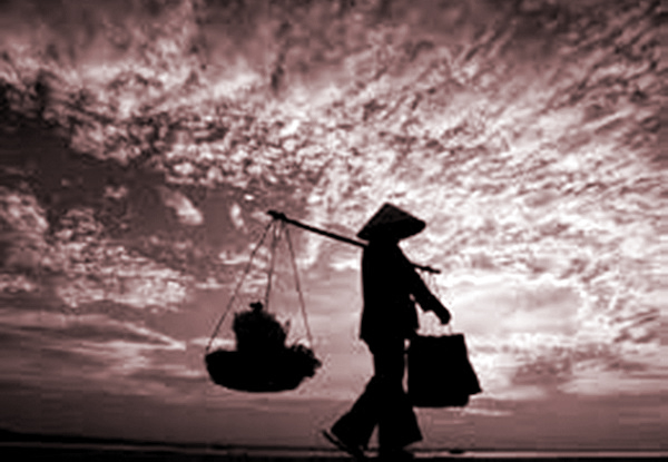 Đời cây chuối - ảnh 1