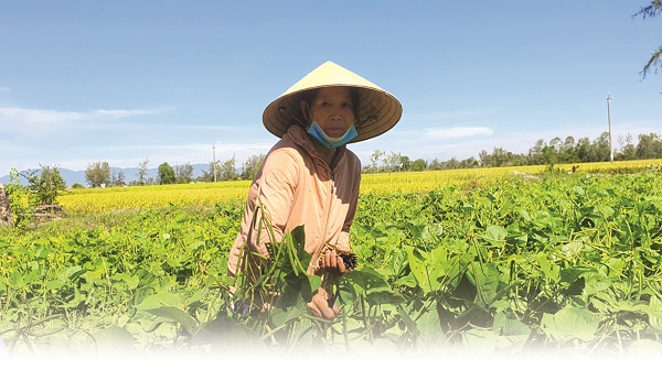 Ảnh minh họa Ảnh minh họa