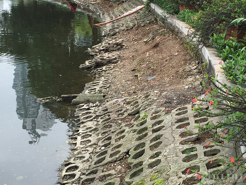 Những mảng bê tông lát bờ hồ Trúc Bạch đã bị bong tróc, gây sạt lở