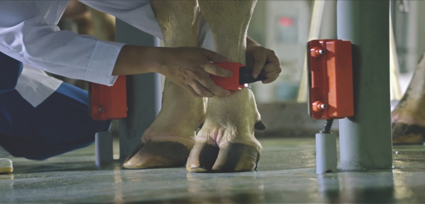 Từng cá thể bò được quản lý và theo dõi bằng công nghệ hiện đại hàng đầu thế giới