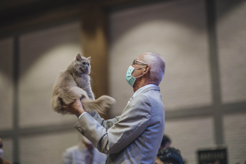 Độc đáo cuộc thi "hoa hậu" mèo được tổ chức ở Hà Nội - ảnh 6