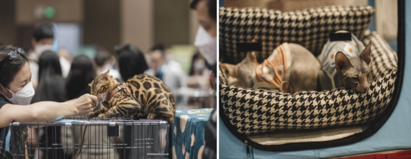 Mèo Bengal (trái) và Sphynx (mèo Ai Cập) được xem là 2 giống mèo đắt đỏ hàng đầu.