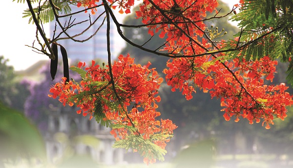 Ảnh minh họa Ảnh minh họa