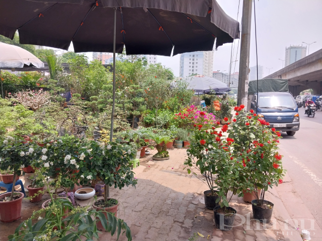 Cây cảnh ngang nhiên được bày bán lấn chiếm vỉa hè dành cho người đi bộ.