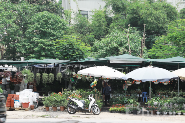 Khu vực này có khoảng 6 ki-ốt chuyên bán cây cảnh, chậu hoa