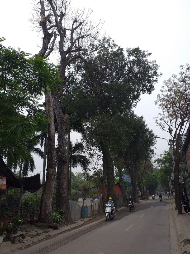 Cây xanh chết khô trên đường không được thay thế - ảnh 1