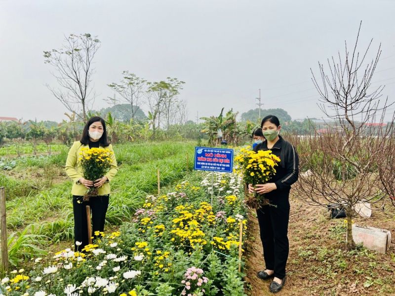 Những luống hoa cúc đại đoá gây quỹ của Hội LHPN xã Thuỵ Hương