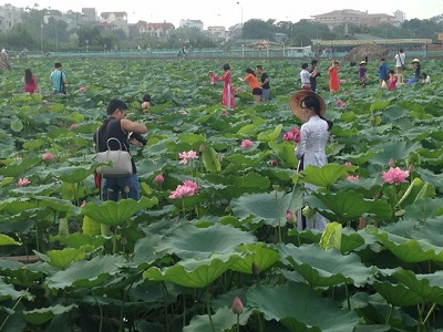 "Dọn rác" đầm sen - ảnh 1