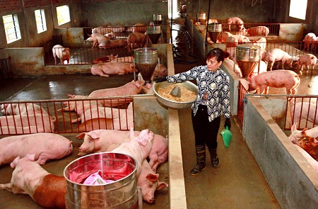 Không để xảy ra tình trạng gian lận kinh phí hỗ trợ phòng, chống bệnh Dịch tả lợn châu Phi - ảnh 1