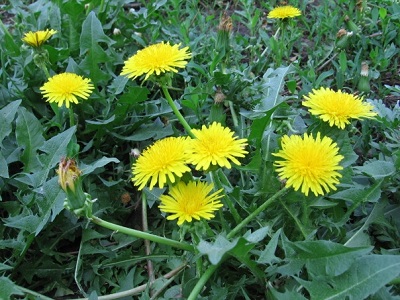 Một số bài thuốc chữa bệnh viêm amidan ở trẻ nhỏ - ảnh 1