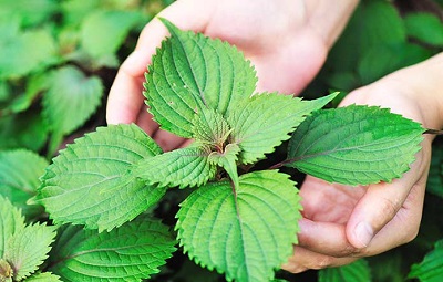 Phòng ngừa, điều trị cúm mùa bằng vị thuốc dân gian - ảnh 1