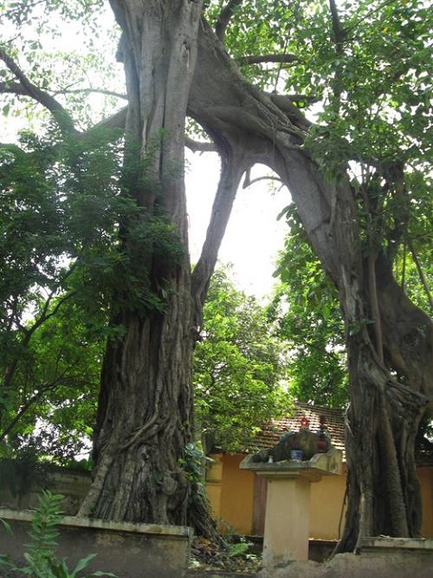 Chuyện cây đa hoa gạo - ảnh 1