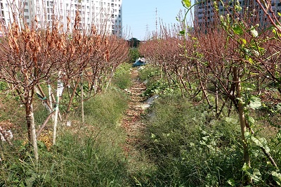 Hàng nghìn gốc đào biến thành củi mục? - ảnh 1