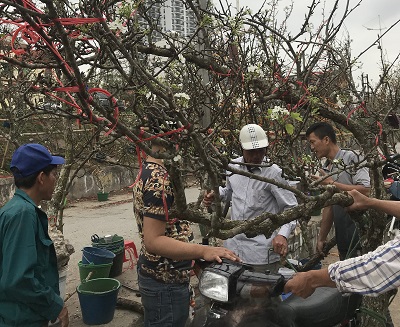Thú chơi hoa lê của người Hà Nội dịp đầu năm mới - ảnh 1