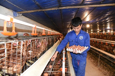 Kỳ 2: Nuôi gà thời 4.0 - ảnh 1