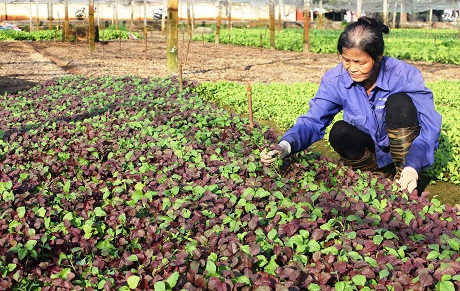An toàn thực phẩm vì sức khỏe cộng đồng - ảnh 1