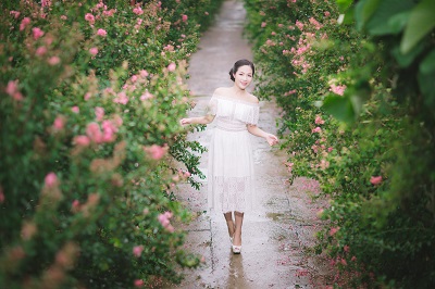 Hà Nội mùa hoa tường vi đẹp nao lòng - ảnh 1