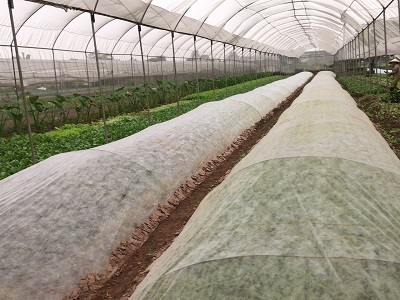 Kỳ 1: Trồng rau thời công nghệ - ảnh 1