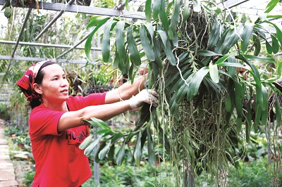 Phụ nữ giúp nhau làm giàu, nói không với ly hương - ảnh 1