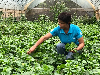 Làm giàu từ rau hữu cơ - ảnh 1