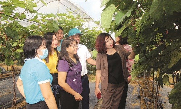Hiệu quả từ các chương trình hỗ trợ phát triển nông nghiệp ở Sơn La  Kinh  nghiệm làm ăn  Báo ảnh Dân tộc và Miền núi