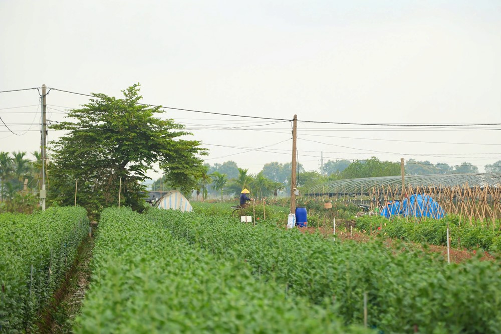 Làng hoa huyện Mê Linh hối hả chuẩn bị cho ngày Quốc tế Phụ nữ - ảnh 7