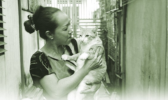 Hai con mèo của nhà hàng xóm - ảnh 1