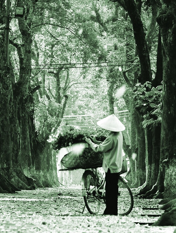 Cốm Thu  - ảnh 1