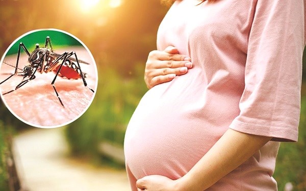 Phụ nữ mang thai cảnh giác với sốt xuất huyết - ảnh 1