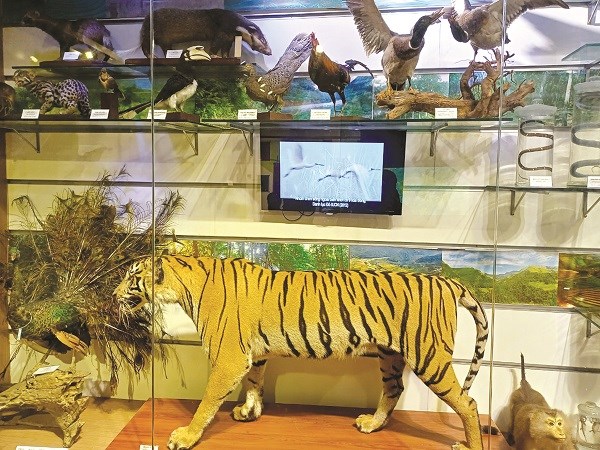 Có gì hấp dẫn ở Bảo tàng thiên nhiên Việt Nam? - ảnh 3