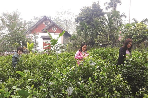 Đến Ba Vì xuân này  - ảnh 2