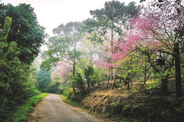 Đến Ba Vì xuân này  - ảnh 3