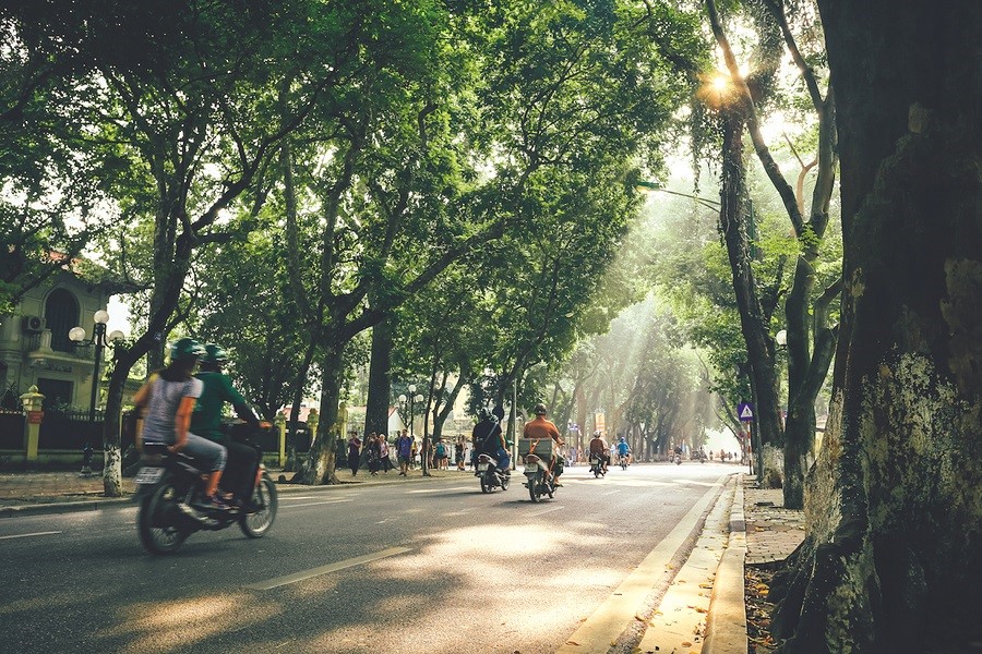 Cây xanh và những mùa hoa Hà Nội - ảnh 1